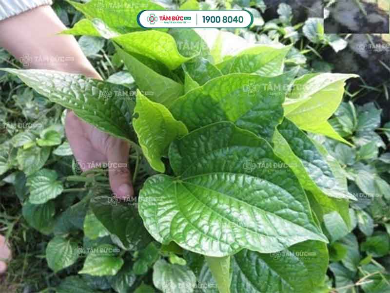 trị sưng nướu răng bằng lá lốt