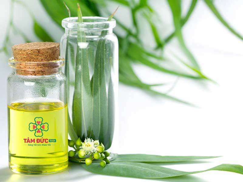 khuynh diệp chữa sưng viêm nướu tại nhà