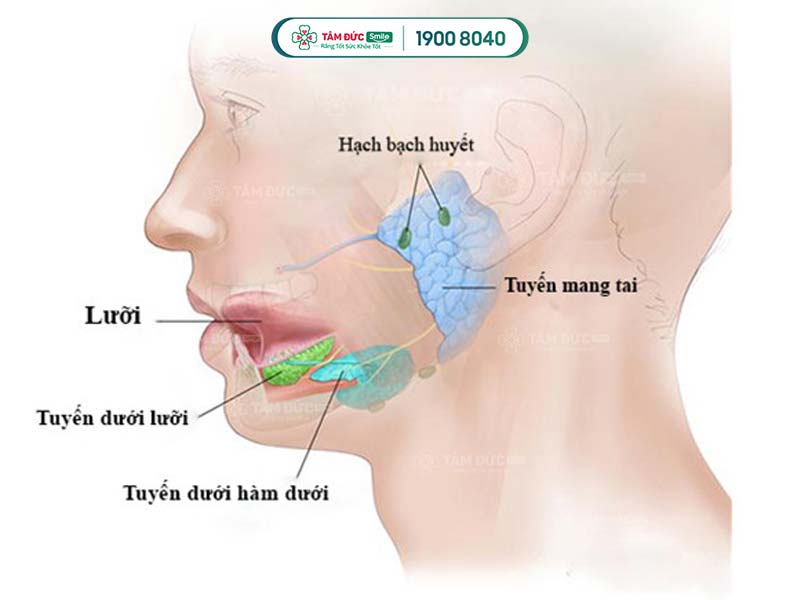vị trí tuyến nước bọt và hạch bạch huyết