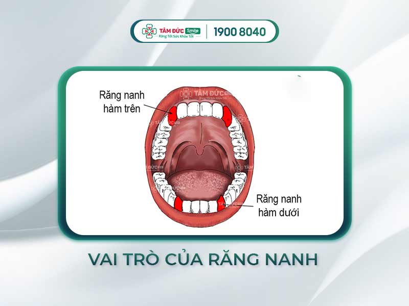 RĂNG NANH LÀ GÌ? SƠ LƯỢC VỀ ĐẶC ĐIỂM VÀ VAI TRÒ CỦA RĂNG NANH