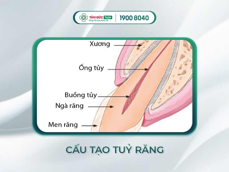 TỦY RĂNG LÀ GÌ? VAI TRÒ CỦA TUỶ RĂNG VÀ NHỮNG VẤN ĐỀ THƯỜNG GẶP