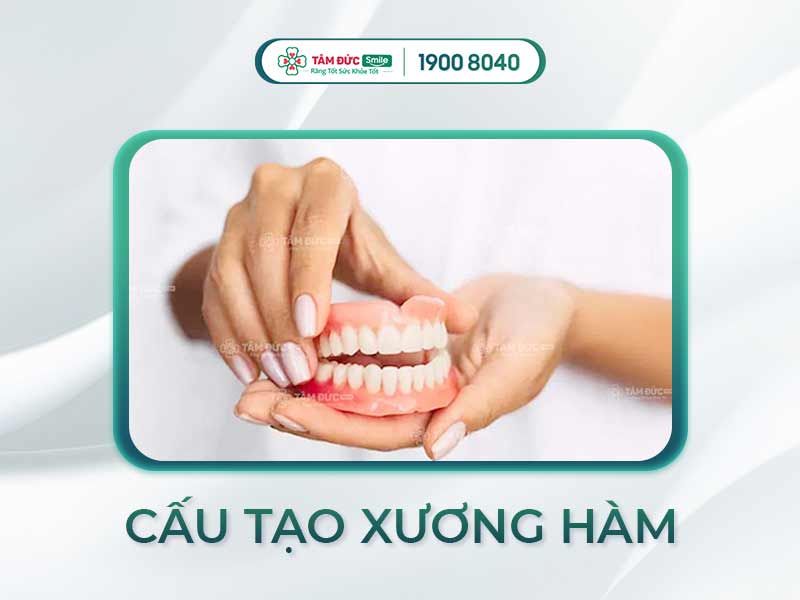 XƯƠNG HÀM LÀ GÌ? MỘT SỐ VẤN ĐỀ SỨC KHỎE RĂNG MIỆNG LIÊN QUAN ĐẾN XƯƠNG HÀM